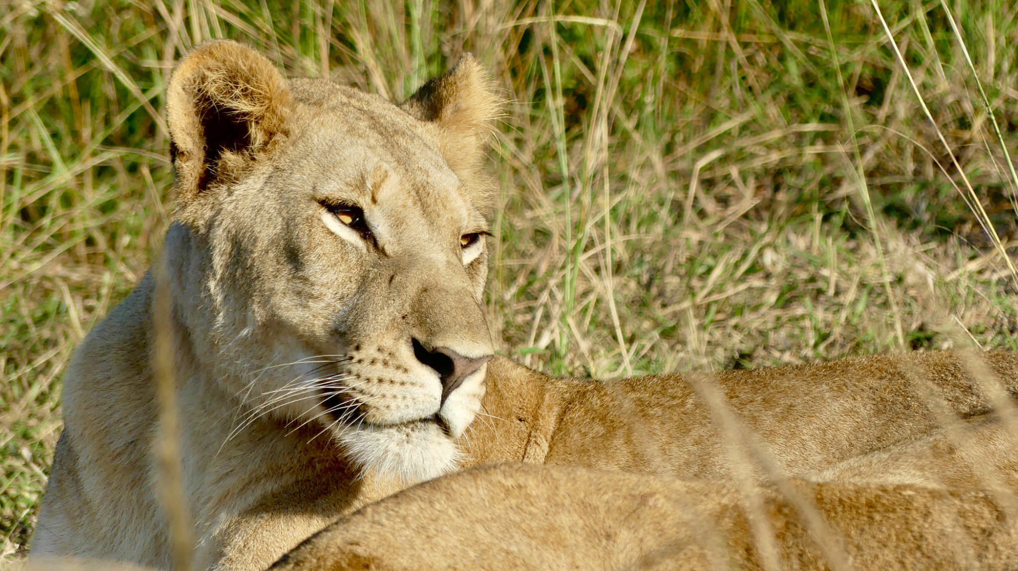 Lion resting
